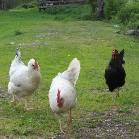 Nyaraló Almland Huette