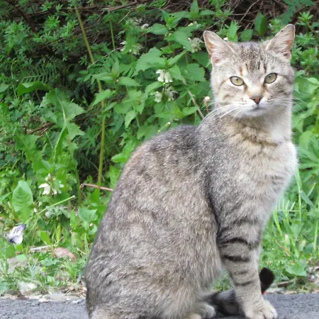 Almland Huette Pusterwald