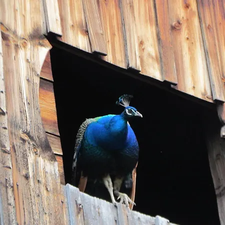 Vakantiehuis Almland Huette *