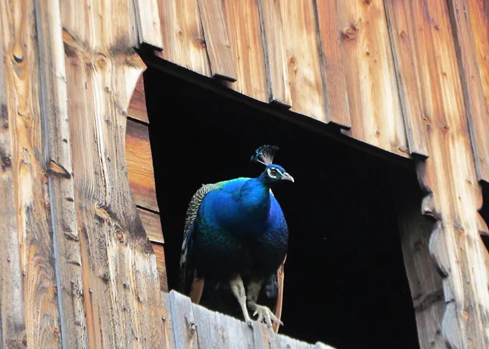 Casa vacanze Almland Huette *